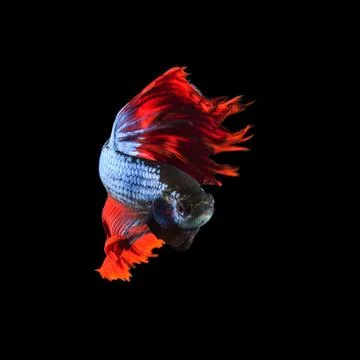 Red fin siamese fighting betta fish full body and beautiful fin tail isolated Stock-Fotos
