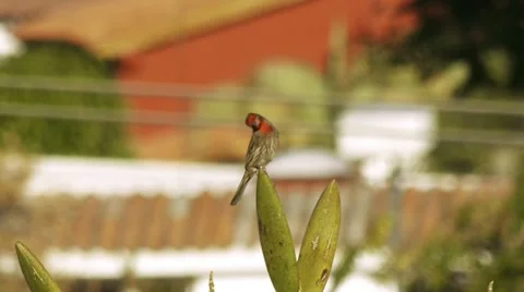 Red Finch Flies Off Stock Footage 10850746