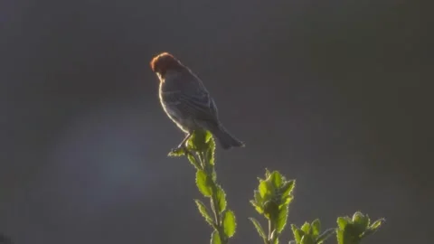 Red Finch Stock-Footage 142125799