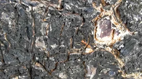 Red fire ant climbing on tropical tree bark in Thailand. Stock Footage 325924030