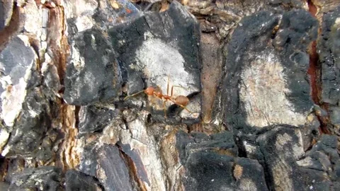 Red fire ant climbing on tropical tree bark in Thailand. Stock Footage 325924035