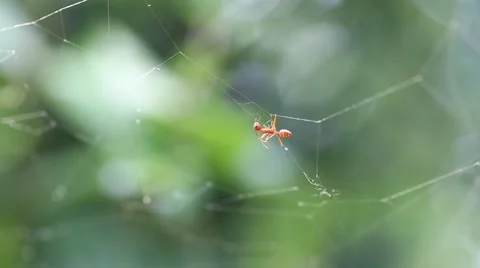 Red fire ant deceived on spiderweb Stock Footage 66501082