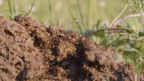 Red Fire Ant, horde of angry insect invaders swarm over new Anthill 4k Stock Footage 105816853