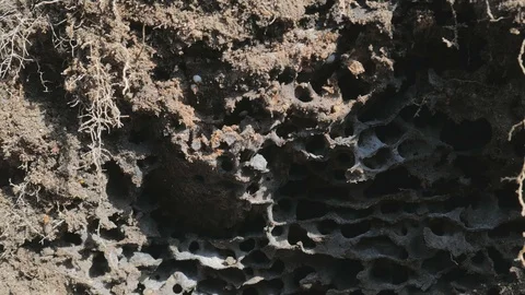Red Fire Ant, horde of angry insect invaders swarm over new Anthill Stock Footage 126941312