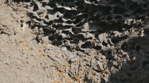 Red Fire Ant, horde of angry insect invaders swarm over new Anthill Stock Footage 127062585