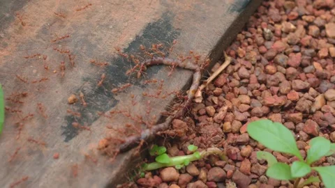 Red fire ants are working together, swarming and carrying an earthworm along a Stock Footage 321803784