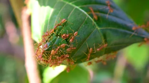 Red fire ants building nest. Ant nest with leaf on mango tree. Stock Footage 287544933
