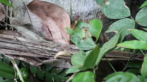 The red fire ants carries a live white worm for food Vidéo 154479103
