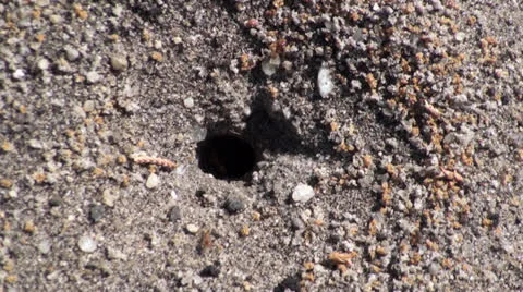 Red Fire Ants Stock Footage 24865786