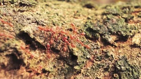 The red fire ants Stock Footage 41422228