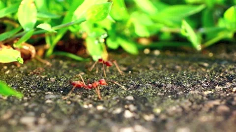 The red fire ants Stock Footage 41422720