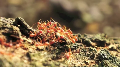 The red fire ants 動画素材 41423076
