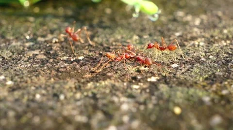 The red fire ants Stock Footage 41513127