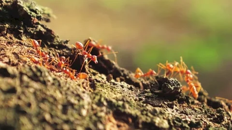 The red fire ants Stock Footage 41513223
