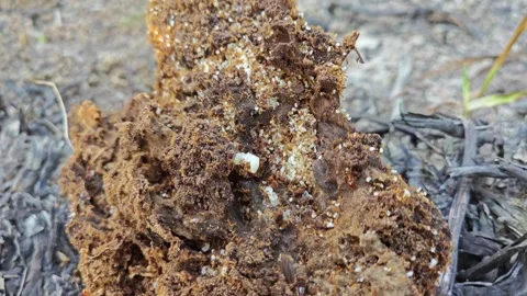 Red fire ants nest Vidéo 301412794
