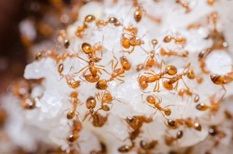 Red fire ants on the rice Stock Photos
