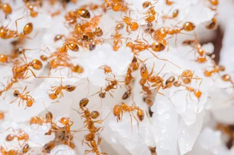 Red fire ants on the rice Stock Photos
