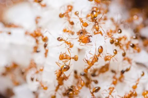 Red fire ants on the rice Foto stock