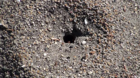 Red Fire Ants Speeding Around Stock Footage 24865761