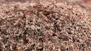 Red Fire Ants Swarm Nest Colony Hive Hole Dome Macro Close Up Timelapse 4K Stock Footage