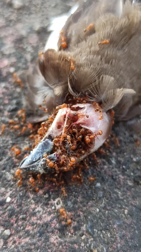 Red Fire Ants Swarming a Dead Sparrow Stock Footage 288528813