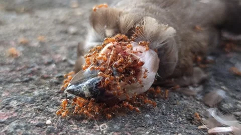 Red Fire Ants Swarming a Dead Sparrow Stock Footage 288528814