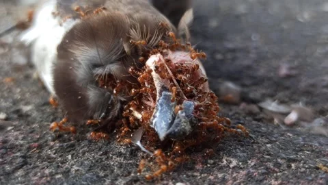 Red Fire Ants Swarming a Dead Sparrow Stock Footage 288528815