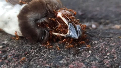 Red Fire Ants Swarming a Dead Sparrow Stock Footage 288528841