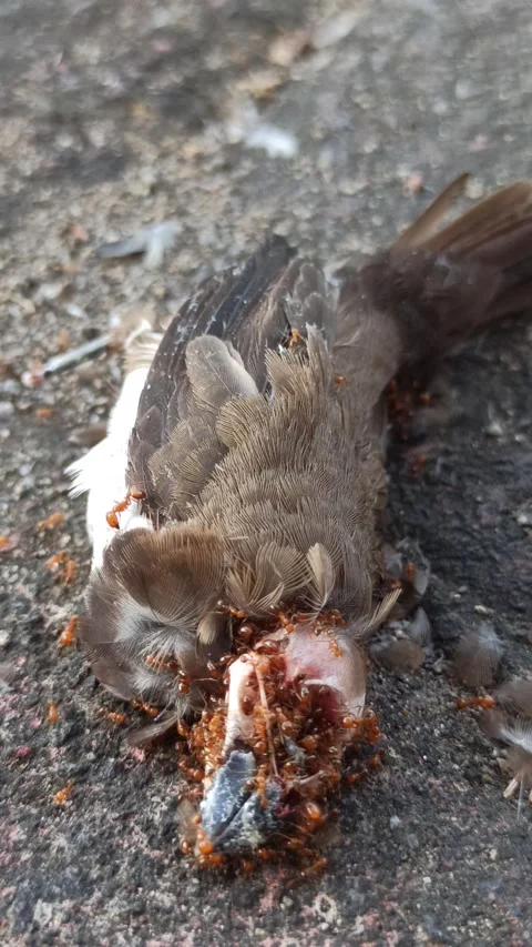 Red Fire Ants Swarming a Dead Sparrow Video stock 288528842