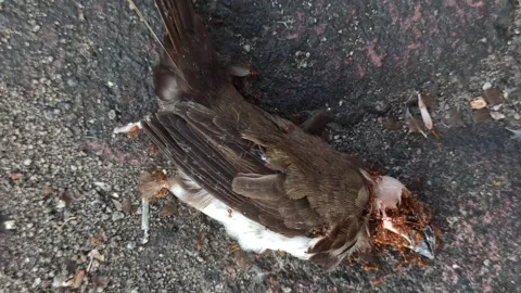 Red Fire Ants Swarming a Dead Sparrow Stock Footage 288528921