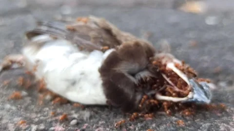 Red Fire Ants Swarming a Dead Sparrow Video stock 288528985