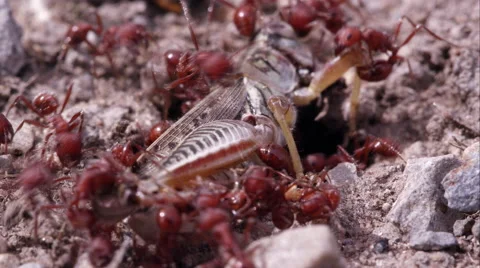 Red fire ants swarming grasshopper. Vidéo 59868229
