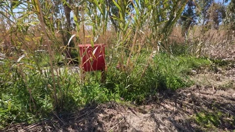 Red fire box among tall reeds in fire-risk forest Stock Footage 304686039
