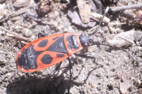 Red Fire Bug, Pyrrhocoris Apterus, in a Garden Stock Photos
