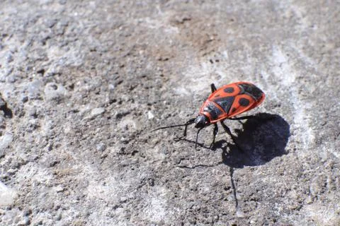 Red Fire Bug, Pyrrhocoris Apterus, in a Garden Stock Photos