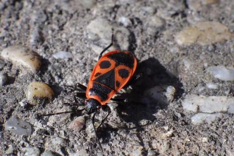 Red Fire Bug, Pyrrhocoris Apterus, in a Garden Stock Photos