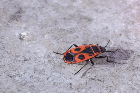 Red Fire Bug, Pyrrhocoris Apterus, in a Garden Stock Photos