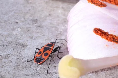 Red Fire Bug, Pyrrhocoris Apterus, in a Garden Foto stock