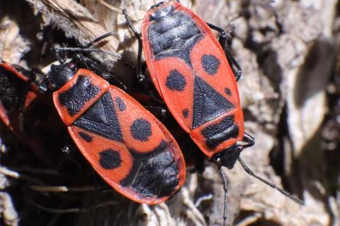 Red Fire Bug, Pyrrhocoris Apterus, in a Garden Stock Photos