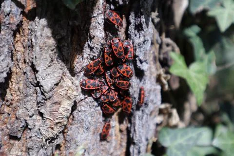 Red Fire Bug, Pyrrhocoris Apterus, in a Garden Stock Photos