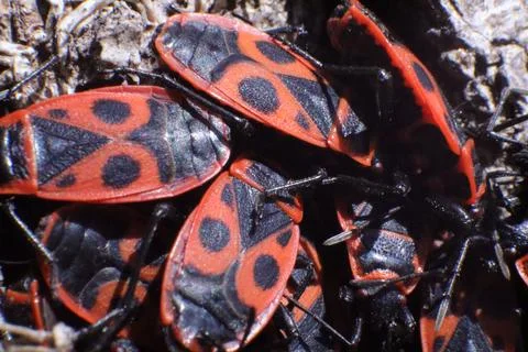 Red Fire Bug, Pyrrhocoris Apterus, in a Garden Stock Photos
