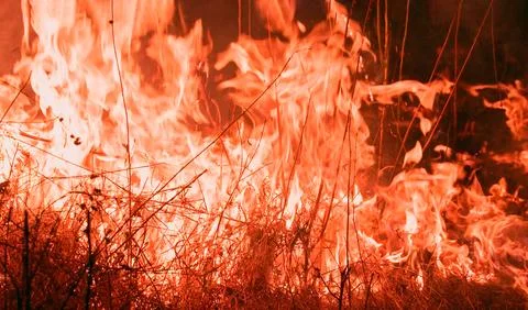 Red fire burning in the forest, grass on fire Stock Photos