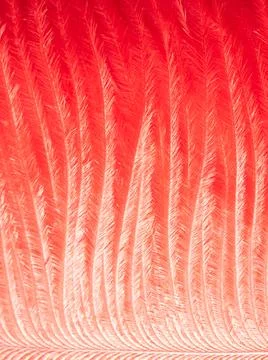 Red fire burning phoenix feather. Bright orange flame background. Fiery shiny Stock Photos