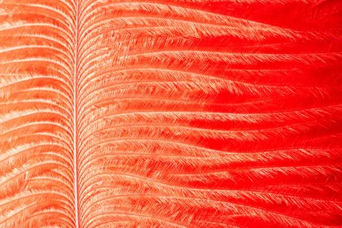 Red fire burning phoenix feather. Fiery shiny phoenix feather texture. Bright Fotos Stock