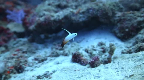 Red fire dart goby Stock Footage 32720108