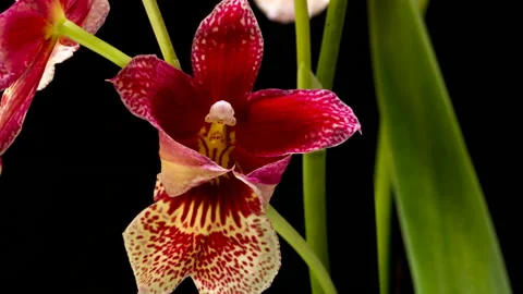 Red Fire Dragon time lapse Stock Footage 137468012