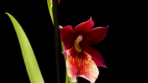 Red Fire Dragon time lapse Stock Footage 140901751