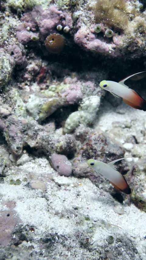 Red fire goby hovering near coral mound Stock Footage 325726353