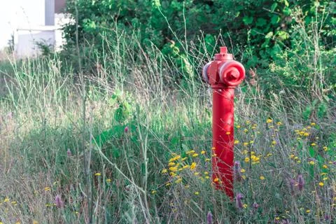 A red fire hydrant against a green lawn, bushes background. Foto stock