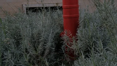 Red Fire Hydrant And Old Mosque Windows Stock Footage 121584933